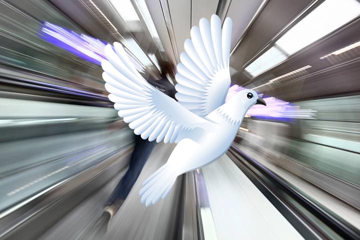 Fast-Track-Paz-1